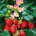 Fragaria x ananassa 'Fragoo'