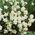 Dianthus plumarius 'Maischnee'