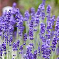 Lavandula angustifolia