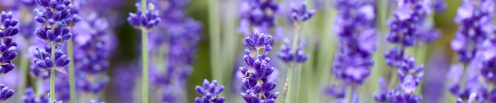 Lavandula angustifolia