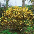 Edgeworthia chrysantha