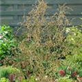 Corylus avellana 'Twister'