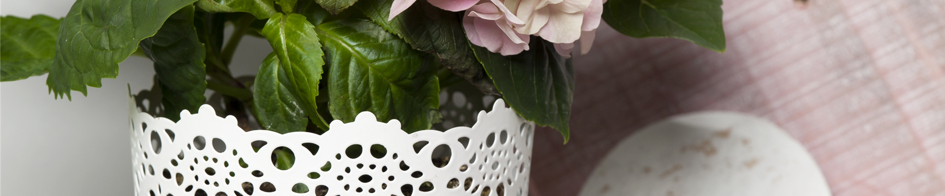 Hydrangea macrophylla, rosa