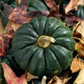 Cucurbita moschata 'Black Little'