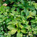 Hosta sieboldiana 'August Moon'