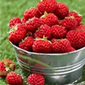 Fragaria x ananassa 'Framberry'®