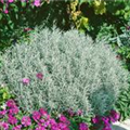 Helichrysum italicum 'Silberzwerg'