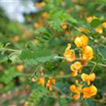 Colutea arborescens