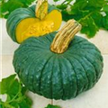 Cucurbita moschata 'Muscat de Provence'