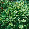 Hosta sieboldiana 'Frances Williams'