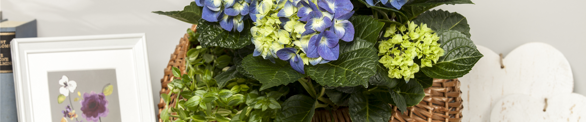 Hydrangea macrophylla