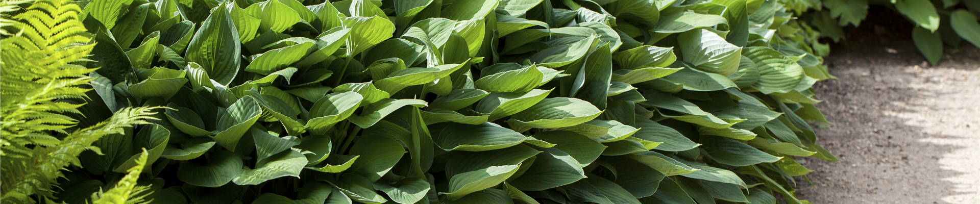 Hosta