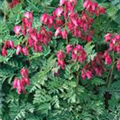 Dicentra eximia