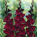 Gladiolus 'Black Velvet'