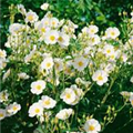 Cistus laurifolius