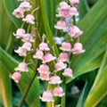 Convallaria majalis 'Rosea'