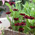 Cosmos atrosanguineus 'Chocolate'