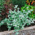 Helichrysum petiolare 'Silver Dwarf'