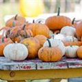 Cucurbita pepo 'Baby Boo'