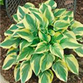 Hosta 'Wide Brim'