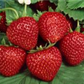 Fragaria x ananassa 'Malwina'