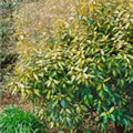 Elaeagnus x ebbingei 'Limelight'