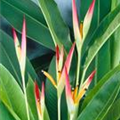 Heliconia psittacorum