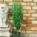 Euphorbia trigona