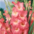 Gladiolus 'Fast Ruffle'