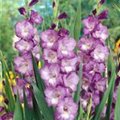 Gladiolus 'Macarena'