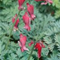 Dicentra formosa 'Red Fountain'®