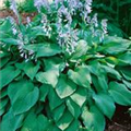 Hosta x tardiana 'Blue Moon'