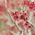 Hamamelis mollis