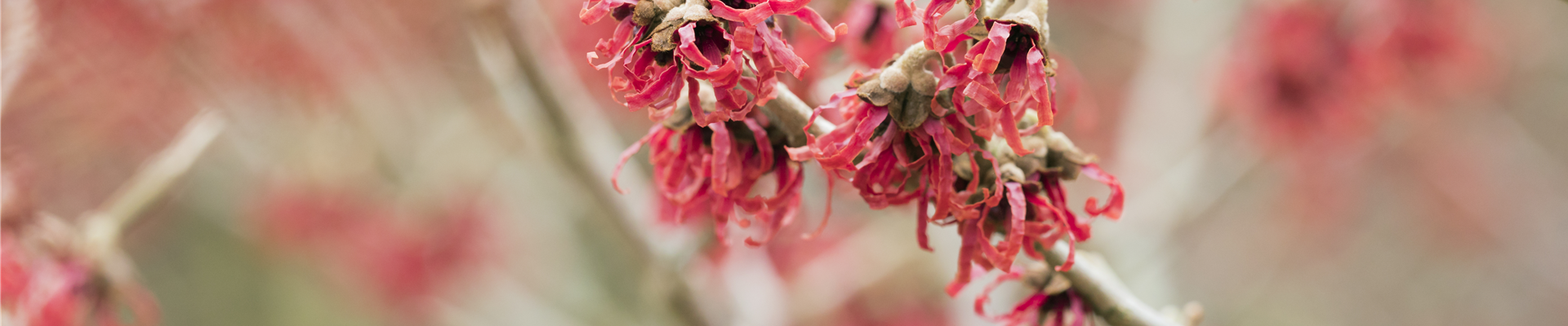 Hamamelis mollis 'Feuerzauber'