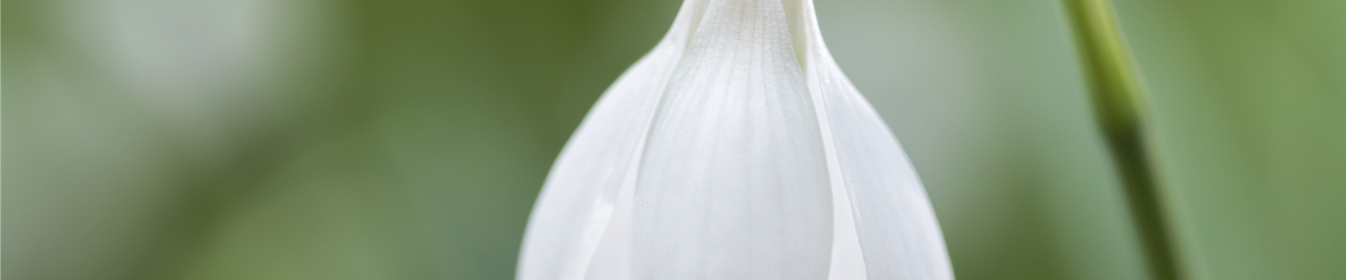 Galanthus nivalis