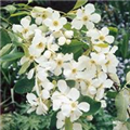 Exochorda racemosa