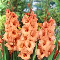 Gladiolus 'Peter Pears'