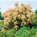 Cotinus coggygria