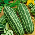 Cucurbita pepo subsp. pepo convar. giromontiina 'Coucourzelle'