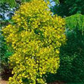 Cotinus coggygria 'Golden Spirit'®