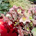 Helleborus 'Gold Collection'®