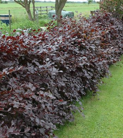 Hecken pflanzen: Von lebenden Zäunen im Garten