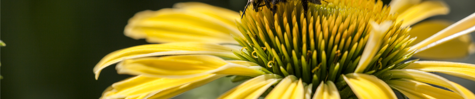 Echinacea purpurea, gelb