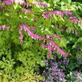 Dicentra spectabilis 'Gold Heart'