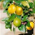 Citrus limon 'Meyer'