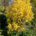 Fraxinus excelsior