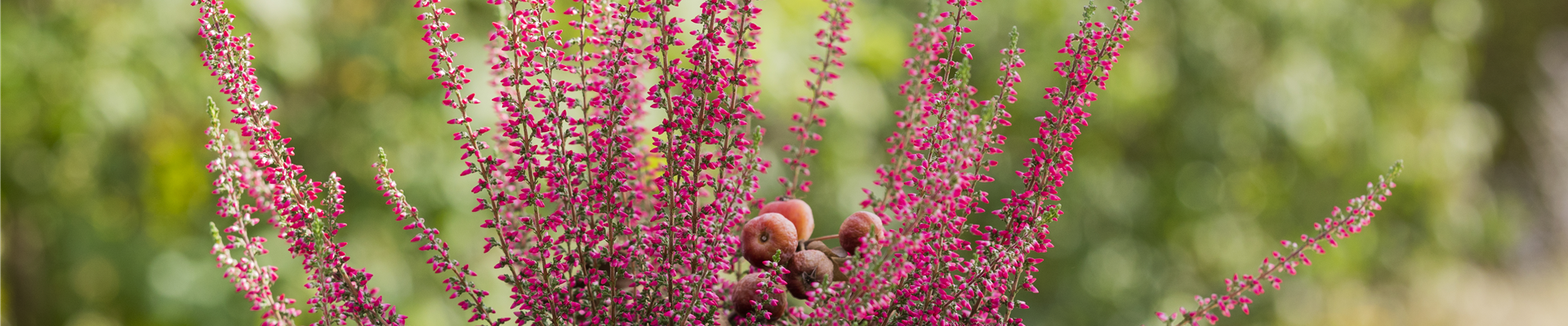 Calluna vulgaris