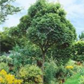 Fraxinus excelsior 'Globosa'