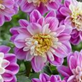 Dahlia 'Lambada'