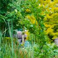 Fagus sylvatica 'Dawyck Gold'